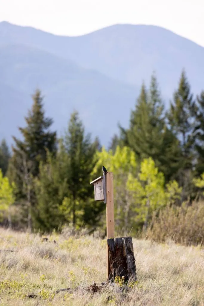 wings birdbox