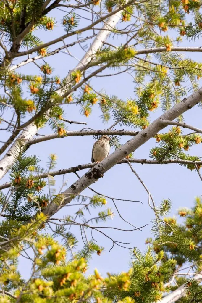 wings tree bird